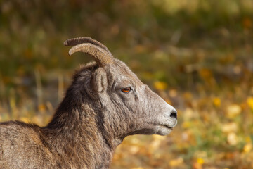 Fototapeta premium Portrait of Bighorn female in bright yellow fall background.
