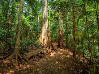 Rainforest Fertile Bush Trail Slopes