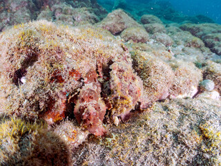 エスカ（触手）を振って魚を呼び寄せて狩る、巨大なオオモンカエルアンコウ（カエルアンコウ科）のペア。
英名学名：Giant Frogfish, Antennarius commersoni
自分よりも大きな獲物でも、１０倍に広がる大きな口で丸呑みにする。
その速度は0.0001秒。生物界最速のハンターである。

静岡県伊豆半島賀茂郡南伊豆町中木ヒリゾ浜2024年
