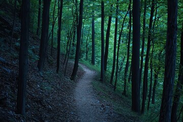 Obraz premium A serene forest path surrounded by tall trees, softly illuminated, inviting exploration into the lush greenery.