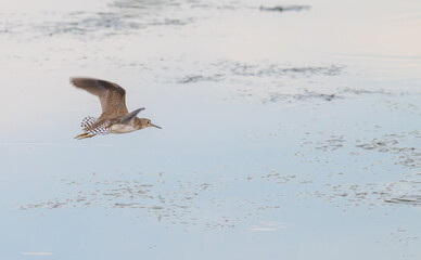 Solitary sandpiper flies low across a pond.
