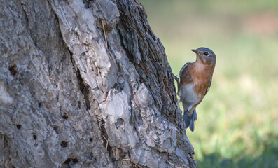 Eastern bluebird perched on the side of a tree trunk.