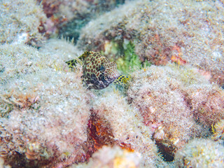 美しいカンモンハタ（ハタ科）の幼魚。
英名学名：Honeycomb grouper (Epinephelus merra)
静岡県伊豆半島賀茂郡南伊豆町中木ヒリゾ浜2024年
