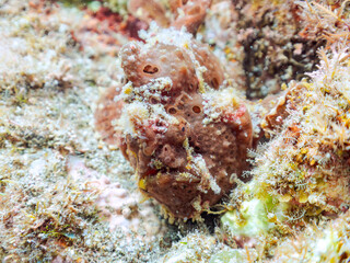 エスカ（触手）を振って魚を呼び寄せて狩る、巨大なオオモンカエルアンコウ（カエルアンコウ科）。
英名学名：Giant Frogfish, Antennarius commersoni
自分よりも大きな獲物でも、１０倍に広がる大きな口で丸呑みにする。
その速度は0.0001秒。生物界最速のハンターである。

静岡県伊豆半島賀茂郡南伊豆町中木ヒリゾ浜2024年
