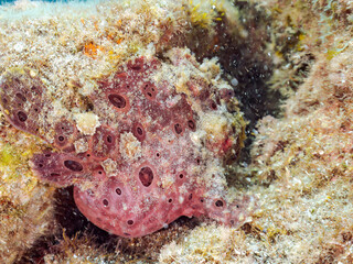 エスカ（触手）を振って魚を呼び寄せて狩る、巨大なオオモンカエルアンコウ（カエルアンコウ科）。
英名学名：Giant Frogfish, Antennarius commersoni
自分よりも大きな獲物でも、１０倍に広がる大きな口で丸呑みにする。
その速度は0.0001秒。生物界最速のハンターである。

静岡県伊豆半島賀茂郡南伊豆町中木ヒリゾ浜2024年
