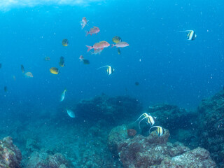 Obraz premium 美しいツノダシ（ツノダシ科）、ホウライヒメジ（ヒメジ科）、チョウチョウウオ（チョウチョウウオ科）他の群れ。 英名学名：Moorish Idol (Zanclus cornutus), Whitesaddle goatfish (Parupeneus ciliatus), Oriental ButterflyFish (Chaetodon aurites) 伊豆半島賀茂郡南伊豆町中木ヒリゾ浜2024