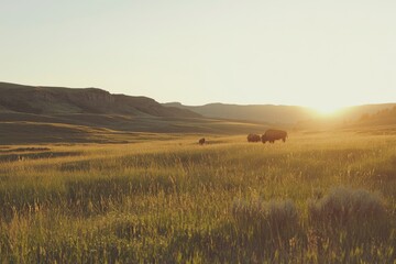Obraz premium Bison Grazing in a Golden Prairie at Sunset