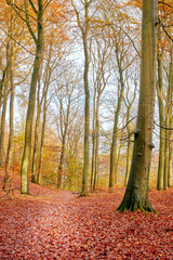 Trees, fall and path on forest floor with red leaves, outdoor and change with season countryside on field. Woods, plants and autumn on horizon, landscape and environment in nature at park in Canada