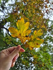 leaves in hand © Mariia Fanda