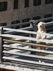 Dog, Scruffy large white coloured happy mountain snow dog