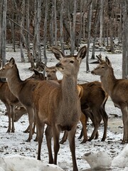 Deer in Snow
