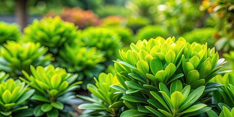 Fototapeta premium Close up of a vibrant green plant in a garden , plant, green, leaves, close-up, nature, garden, growth, foliage, botanical