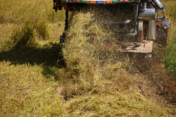 Harvester car during harvesting rice season at rice field farm in Thailand