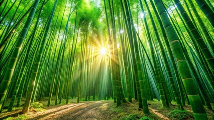Fototapeta premium Sunlight Filtering Through a Verdant Bamboo Grove, Creating a Path of Golden Light