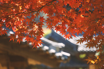 Fall foliage trees and tiled houses