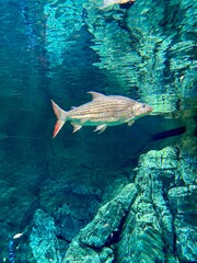 African Tiger fish in aquarium