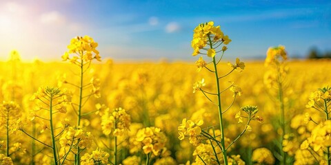Obraz premium Close up view of beautiful rapeseed flowers in a fresh field , rapeseed, flowers, yellow, close up, nature, agriculture