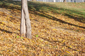 Autumn Serenity Vibrant Leaves Framing a Textured Tree Trunk in the Peaceful Environment