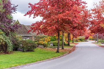 Neighbourhood of luxury houses in fall foliage with street road, big trees and nice landscape in Vancouver, Canada. Blue sky. Day time on November 2024.