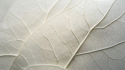 Obraz premium Close-up of Delicate Veins on White Leaf