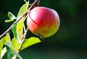 Jabłko i pszczoła. Pszczoła siedzi na dojrzewającym jabłku. Zbiory jabłek w Polsce. Jabłko dojrzewa na gałęzi. Promienie słońca padają na jabłko.