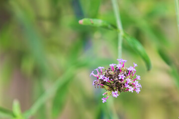 Verbena bonariensis  discovered in a botanical garden. purpletop vervain, clustertop vervain, Argentinian vervain, tall verbena, pretty verbena