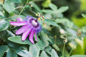 Purple passion flower discovered at the botanical garden. Passiflora caerulea, blue passionflower,...