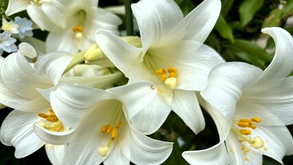 テッポウユリ：なめらかな白の花弁が美しい
