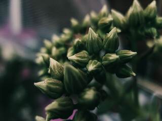 Flower buds