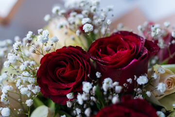 Beautiful background with red roses. Delicate background.
