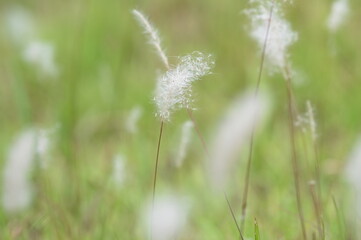 Fototapeta premium dandelion in the grass