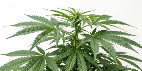 Large green cannabis plant with big leaves is isolated on a white background, floral, big leafy cannabis plant, cannabis plant details, herbal, marijuana buds