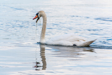Graceful white Swan swimming in the lake, swans in the wild. Portrait of a white swan swimming on a lake.