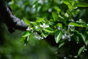 Obraz premium 柚香の花