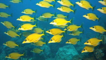 Fototapeta premium School of goldentail moray eels in the ocean, underwater scene, marine ecosystem
