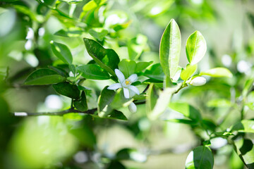 柚香（ゆこう）