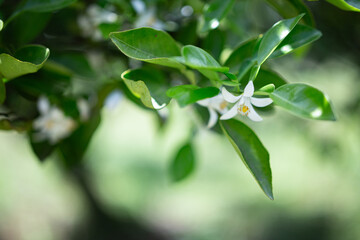 柚香の花