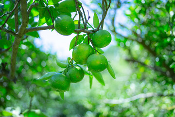 柚香（ゆこう）