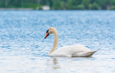 Fototapeta premium Graceful white Swan swimming in the lake, swans in the wild. Portrait of a white swan swimming on a lake.