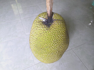 Jackfruit is artificially ripened by piercing it with wood. The end of the wood that is stuck in the jackfruit is burned and turned into charcoal.