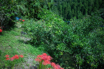 柚香（ゆこう）