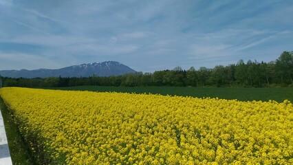Obraz premium Field of yellow wild flowers with trees and mountains in the background. Cloudy sky.