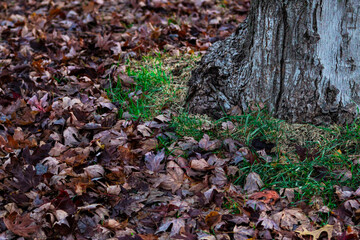 Obraz premium colorful autumn leaves on the ground by tree trunk grass and moss background