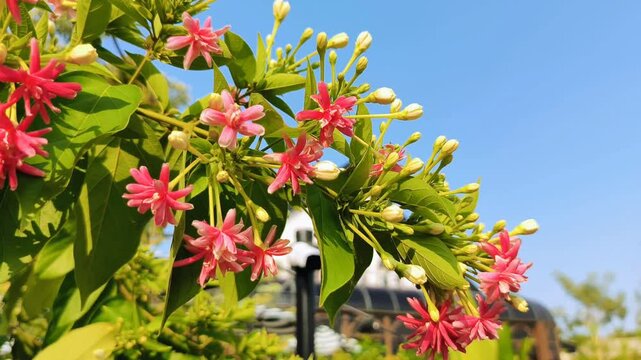 Quisqualis Indica is also known as Combretum Indicum, Rangoon Creeper or Burma Creeper as a natural background