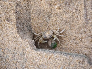 Crab on the beach
