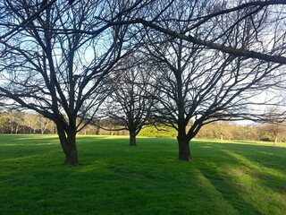 Obraz premium tree in the park with sun shadow