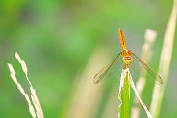 dragonflies perch in the former harvested rice garden