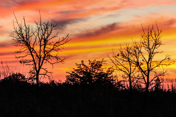 vibrant orange and red sunset with tree silhouette background