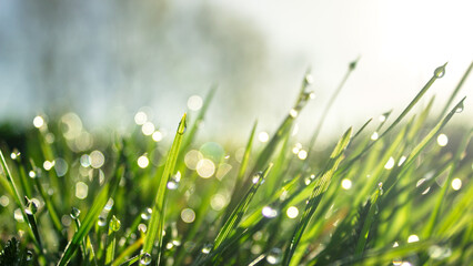 Lush green blades of grass with transparent water drops on meadow close up. Fresh morning dew at sunrise. Spring nature background. Soft focus. - Powered by Adobe