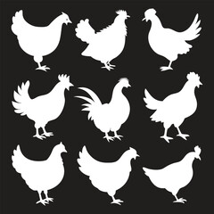 chicken set isolated vector on a white background